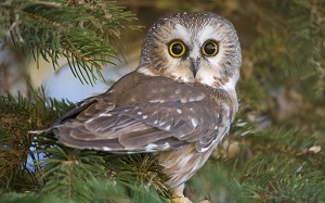 owl-eyes-surprise-predator-bird-1064410